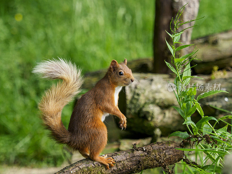 苏格兰红松鼠(Sciurus vulgaris)